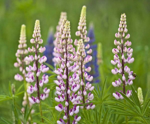 Maine, Acadia NP Lupine flowers and bee